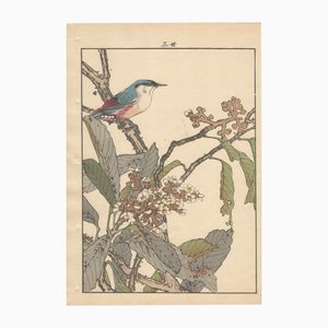 Imao Keinen, Japanese Nuthatch from Keinen Kacho Gafu, 1892, Woodblock Print-YWW-2035695