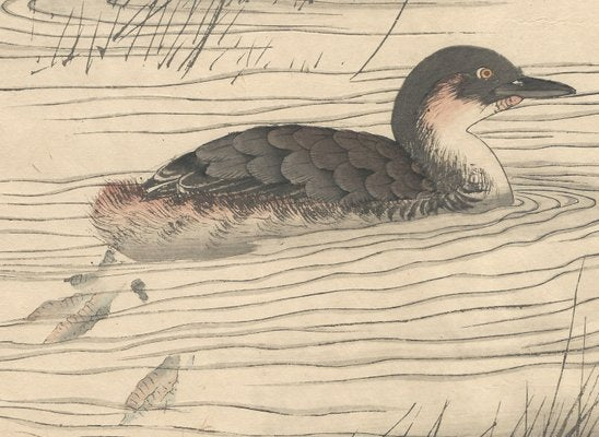 Imao Keinen, Little Grebe from Keinen Kacho Gafu, 1892, Woodblock Print-YWW-2035691