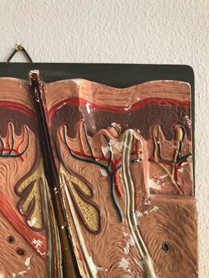 Italian Anatomical Panel, 1950s-CC-1541797