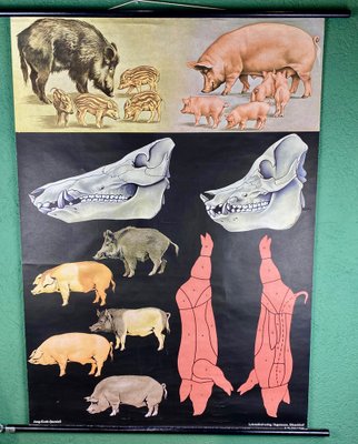 Jabali and Pork Poster, 1968-ROJ-1317602