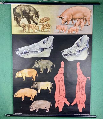 Jabali and Pork Poster, 1968-ROJ-1317602