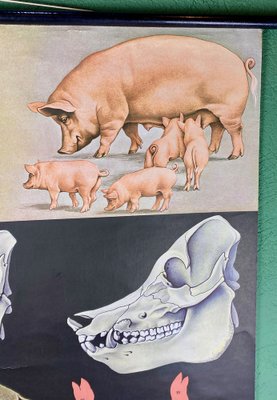 Jabali and Pork Poster, 1968-ROJ-1317602