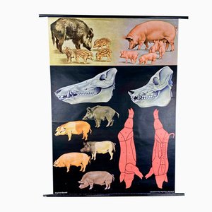 Jabali and Pork Poster, 1968-ROJ-1317602