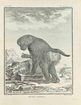 Jacques Baron, Petit Papion, Etching, 1771-ZCI-2029923