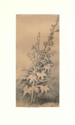 Jan Pieter Verdussen, Flora Study, Watercolor, Late 18th Century-ZCI-2029759