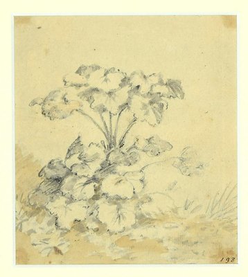 Jan Pieter Verdussen - Flowers - Original China Ink Drawing by Jan Pieter Verdussen - 1740-ZCI-806141