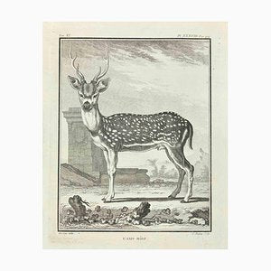 Jean Charles Baquoy, L'Axis Male, Etching, 1771-ZCI-2029947