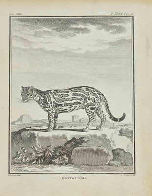 Jean Charles Baquoy, L'Ocelot, Etching, 1771-ZCI-2029815