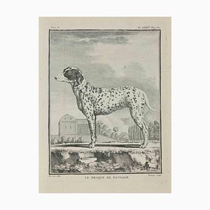 Jean Charles Baquoy, Le Braque De Bengale, Etching, 1771-ZCI-2029860