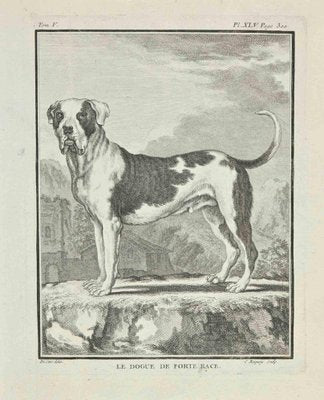 Jean Charles Baquoy, Le Dogue de Forte Race, Etching, 1771-ZCI-2030123