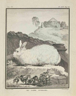 Jean Charles Baquoy, Le Lapin D'Angora, Etching, 1771-ZCI-2030086