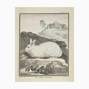 Jean Charles Baquoy, Le Lapin D'Angora, Etching, 1771-ZCI-2030086