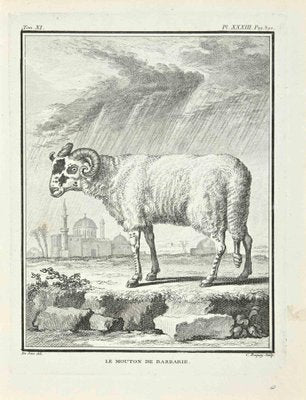 Jean Charles Baquoy, Le Mouton de Barbarie, Etching, 1771-ZCI-2029862