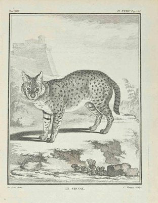 Jean Charles Baquoy, Le Serval, Etching, 1771-ZCI-2029913