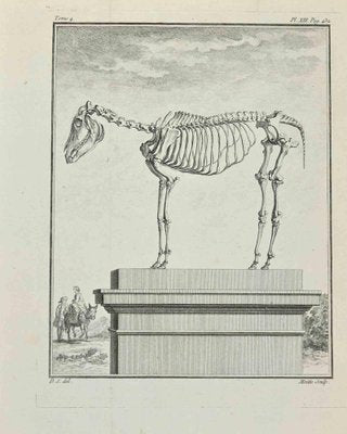 Jean Moitte, Skeleton, Etching, 1771-ZCI-2030081