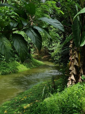 Jess Hon, Beautiful Stream in Melawati, 2021, Photographic Print-CHG-2030207