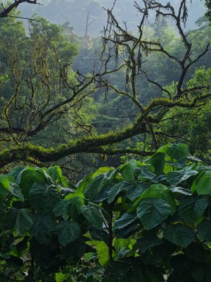 Jess Hon, Deep in the Tropical Rainforest, 2022, Photographic Print-CHG-2036975