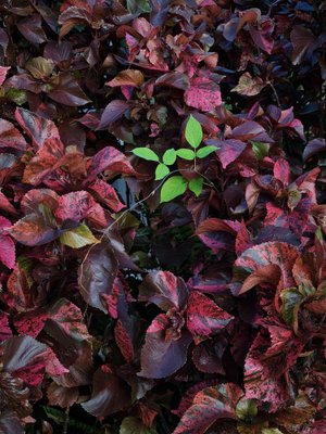 Jess Hon, Standing out in a Crowd, 2023, Photographic Print-CHG-2036973