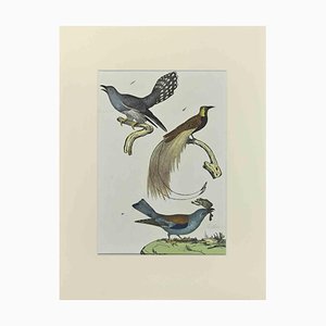 Johann Friedrich Naumann, Birds with Particular Tail, Etching, 1840-ZCI-2029491