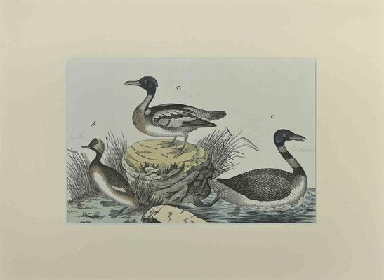 Johann Friedrich Naumann, Ducks, Etching, 1840-ZCI-2029468