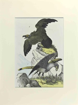 Johann Friedrich Naumann, Eagles, Etching, 1840-ZCI-2029088