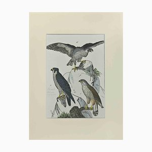 Johann Friedrich Naumann, Falcons, Etching, 1840-ZCI-2025218