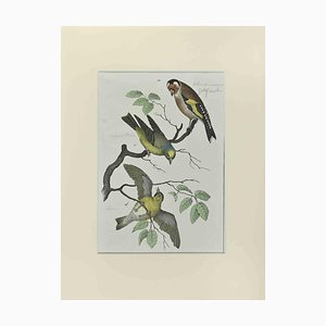 Johann Friedrich Naumann, Goldfinch, Etching, 1840-ZCI-2029490