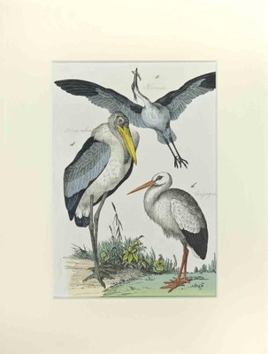 Johann Friedrich Naumann, Heron and Stork, Etching, 1840-ZCI-2029125