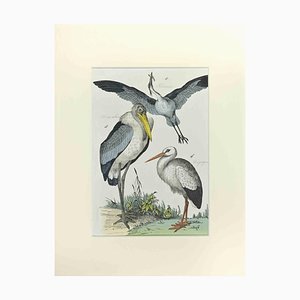 Johann Friedrich Naumann, Heron and Stork, Etching, 1840-ZCI-2029125