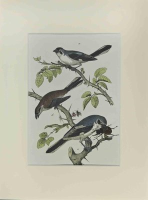 Johann Friedrich Naumann, Little Blue Birds, Etching, 1840-ZCI-2029484