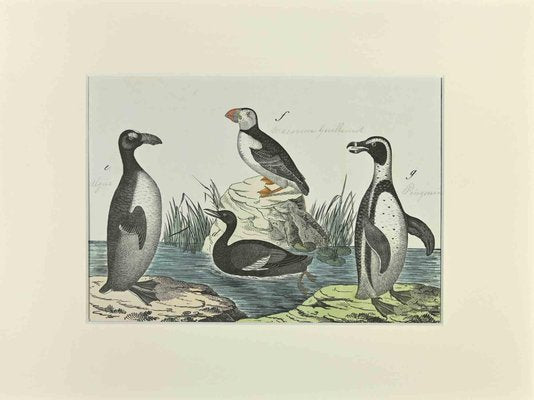 Johann Friedrich Naumann, Macarena and Penguin, Etching, 1840-ZCI-2029121