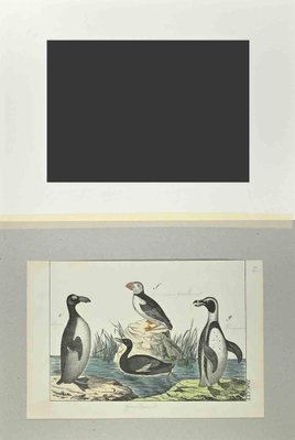 Johann Friedrich Naumann, Macarena and Penguin, Etching, 1840-ZCI-2029121