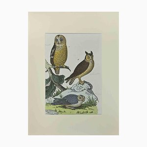 Johann Friedrich Naumann, Owls, Etching, 1840-ZCI-2029092