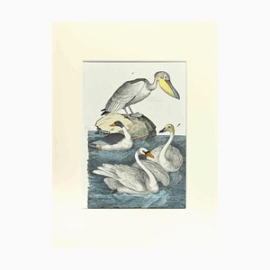 Johann Friedrich Naumann, Pelican, Etching, 1840-ZCI-2029106