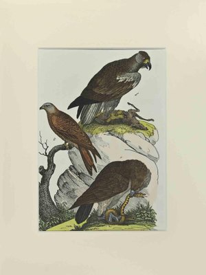 Johann Friedrich Naumann, Red Kite, Etching, 1840-ZCI-2029472