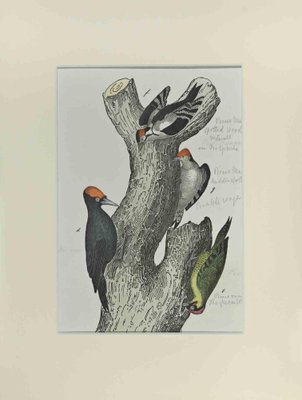 Johann Friedrich Naumann, Spotted Woodpecker, Etching, 1840-ZCI-2029474