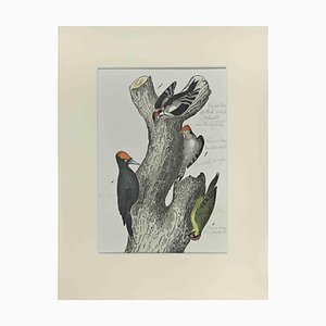 Johann Friedrich Naumann, Spotted Woodpecker, Etching, 1840-ZCI-2029474