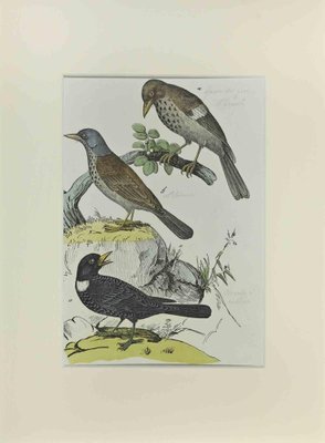 Johann Friedrich Naumann, Thrush, Etching, 1840-ZCI-2029469