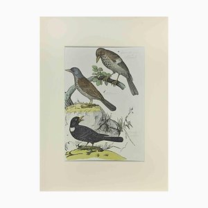 Johann Friedrich Naumann, Thrush, Etching, 1840-ZCI-2029469