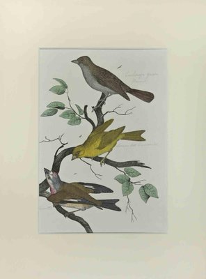 Johann Friedrich Naumann, Wild Canary, Etching, 1840-ZCI-2029497