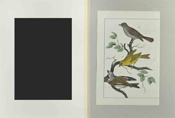 Johann Friedrich Naumann, Wild Canary, Etching, 1840-ZCI-2029497