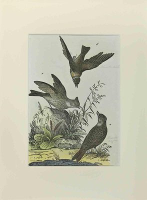 Johann Friedrich Naumann, Woodlark, Etching, 1840-ZCI-2029483