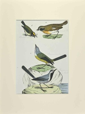 Johann Friedrich Naumann, Yellow Wagtail, 1840s, Etching-ZCI-1781745