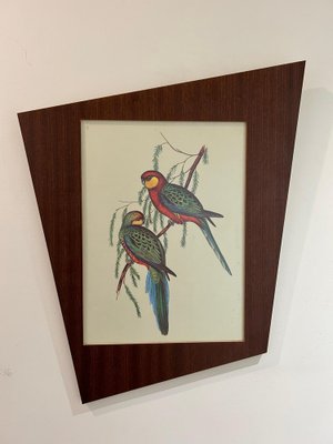 John & Elizabeth Gould, Birds, 1950s, Lithograph, Framed-AVC-1741760