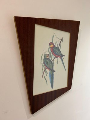 John & Elizabeth Gould, Birds, 1950s, Lithograph, Framed-AVC-1741760