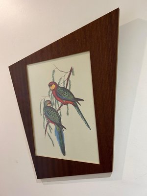 John & Elizabeth Gould, Birds, 1950s, Lithograph, Framed-AVC-1741760