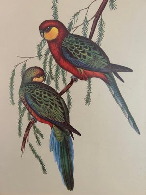 John & Elizabeth Gould, Birds, 1950s, Lithograph, Framed-AVC-1741760