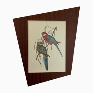 John & Elizabeth Gould, Birds, 1950s, Lithograph, Framed-AVC-1741760