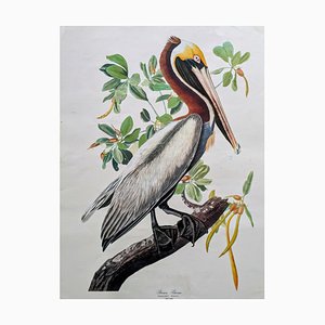 John James Audubon, Brown Pelican, Lithograph-NRC-1781318