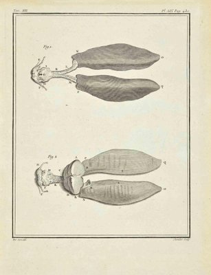 Juste Chevillet, The Organ, Etching, 1771-ZCI-2029827